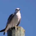 Seagull Sentry at Lunch